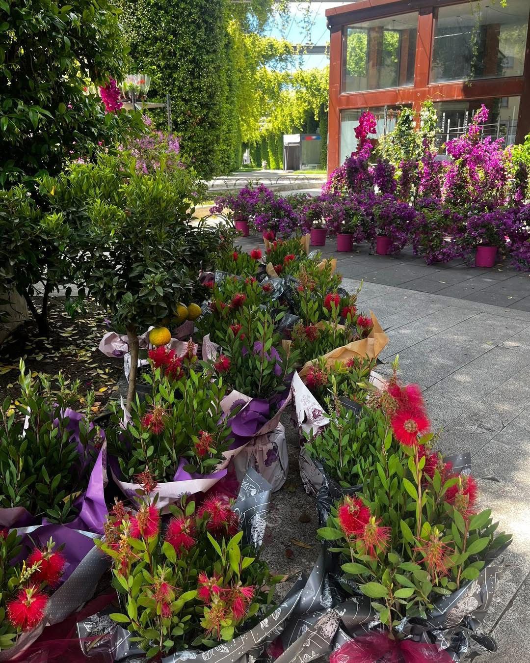 Avellino rifiorisce: piante e profumi in piazza Kennedy e piazza Garibaldi per celebrare la Primavera(Foto)