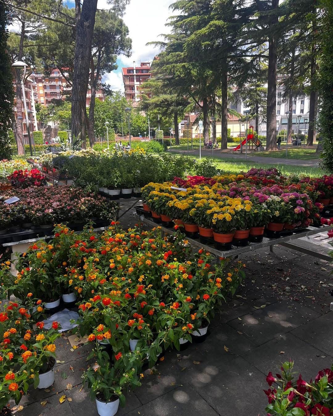 Avellino rifiorisce: piante e profumi in piazza Kennedy e piazza Garibaldi per celebrare la Primavera(Foto)