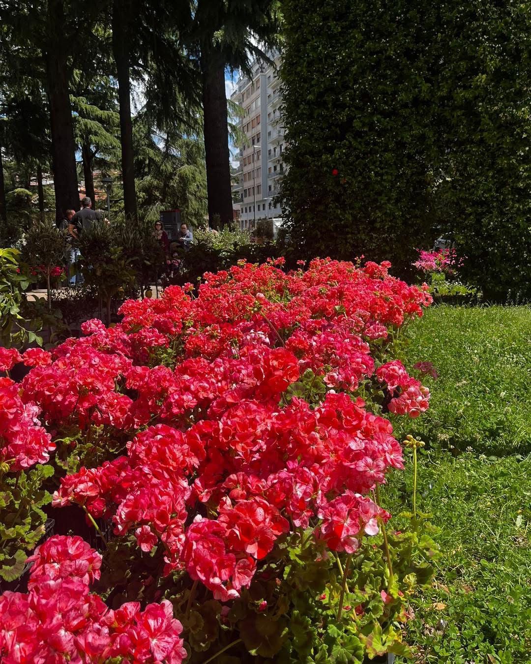 Avellino rifiorisce: piante e profumi in piazza Kennedy e piazza Garibaldi per celebrare la Primavera(Foto)
