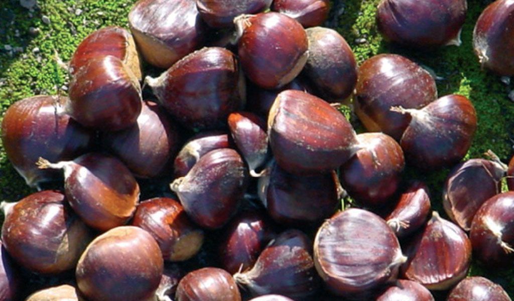 Nasce il Comitato Promotore per l’IGP del Marrone di Santa Cristina Un passo decisivo per valorizzare l’eccellenza dell’Avellinese