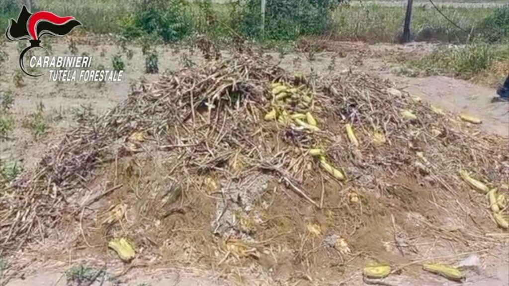 Brusciano, scoperta discarica abusiva in un orto: sotto terra anche la carcassa di un cavallo