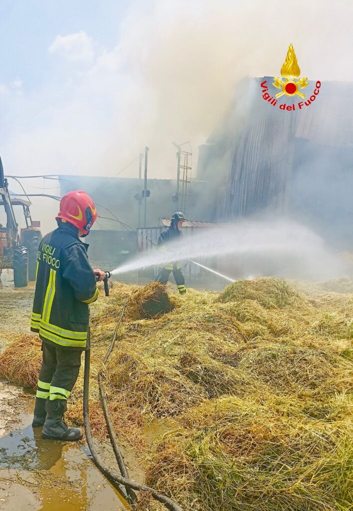 Incendio di vasta portata in un capannone agricolo nel Casertano: dramma sfiorato, salve 800 bufale