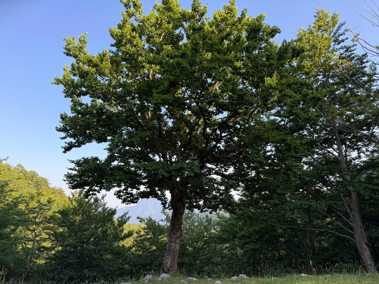 Volturara Irpina celebra la Vetta del Terminio e inaugura il Rifugio “Acqua degli Uccelli”(foto) Volturara Irpina celebra la Vetta del Terminio e inaugura il Rifugio “Acqua degli Uccelli”(foto)