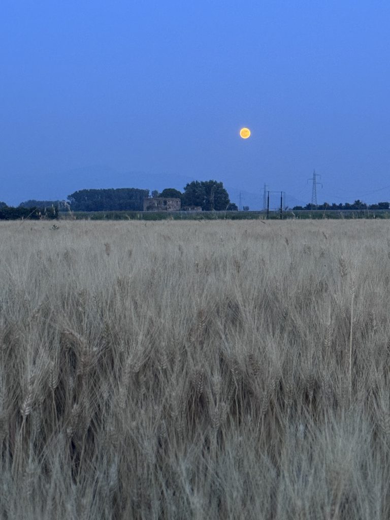 Festa del Raccolto – La terra in festa, tra pane, comunità e racconti Seconda edizione | 14 e 15 luglio 2025 | Agripanificio Santa Lucia – Marigliano (NA)