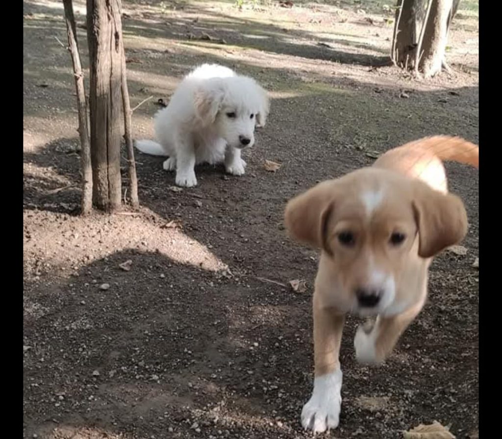 Forino (Av): Dopo 15 Anni il Rifugio dei Cani Randagi prossimo alla chiusura .  L appello di Rosa responsabile del rifugio: Chi può ci aiuti”