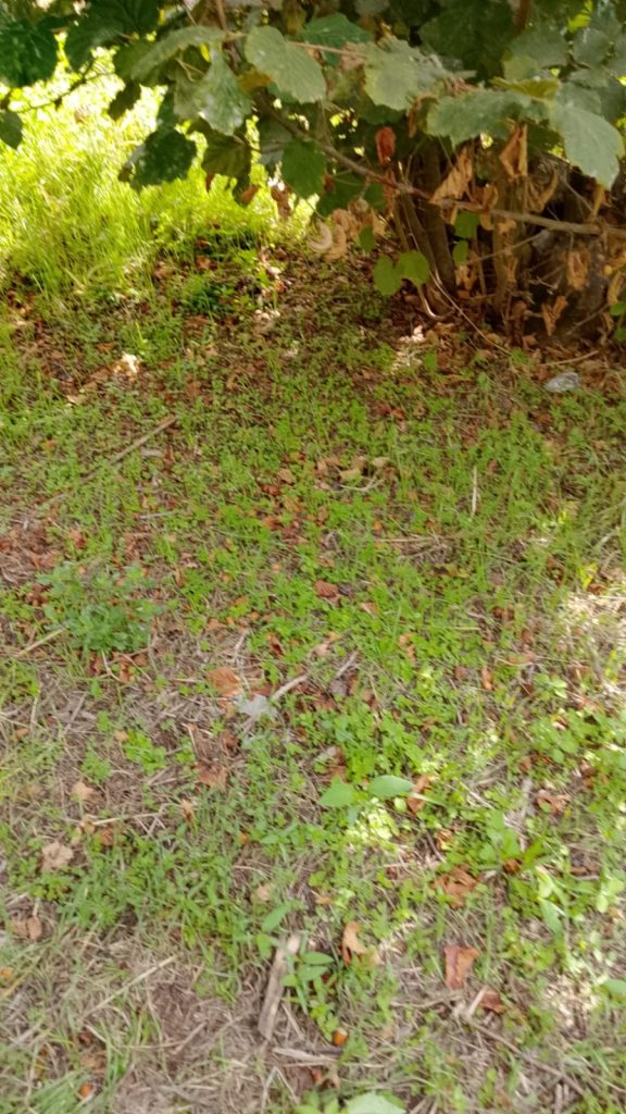 Corilicoltura in crisi, Alaia contro la Regione: “Serve ricerca, non fumo negli occhi”