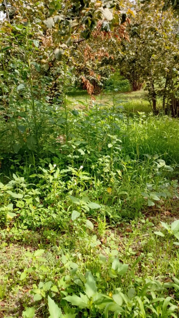 Corilicoltura in crisi, Alaia contro la Regione: “Serve ricerca, non fumo negli occhi”