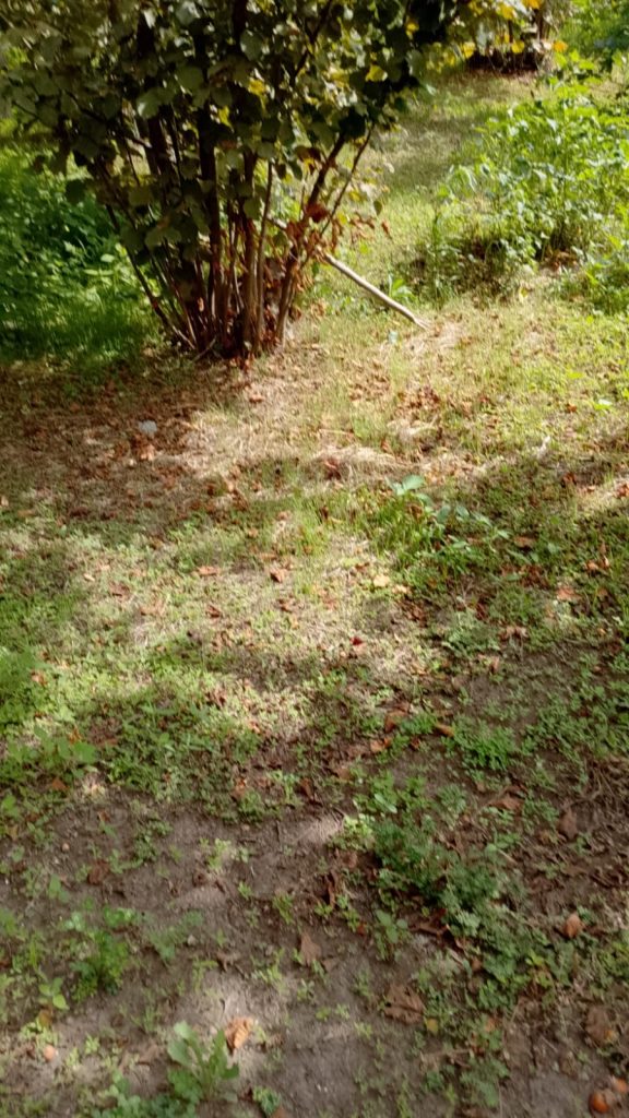 Corilicoltura in crisi, Alaia contro la Regione: “Serve ricerca, non fumo negli occhi”