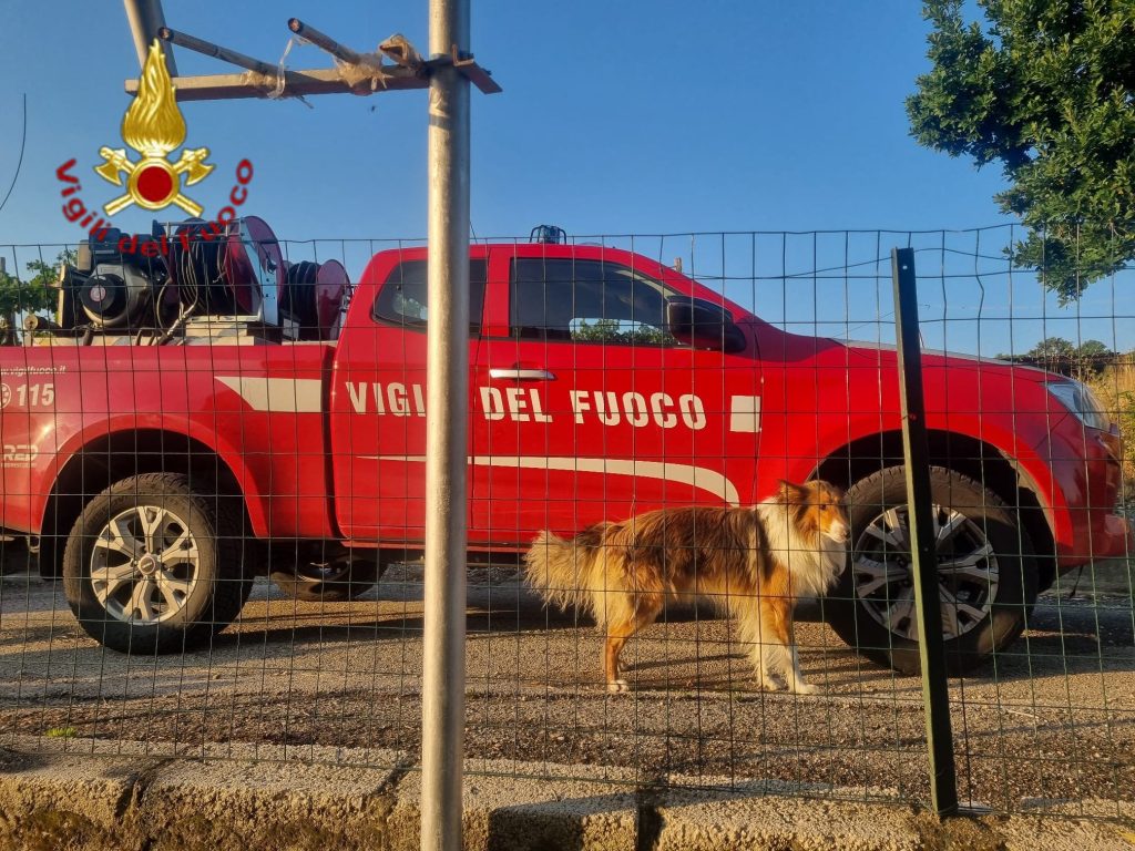 Gesualdo, cane incastrato tra le inferriate: salvato dai Vigili del Fuoco all’alba Gesualdo, cane incastrato tra le inferriate: salvato dai Vigili del Fuoco all’alba