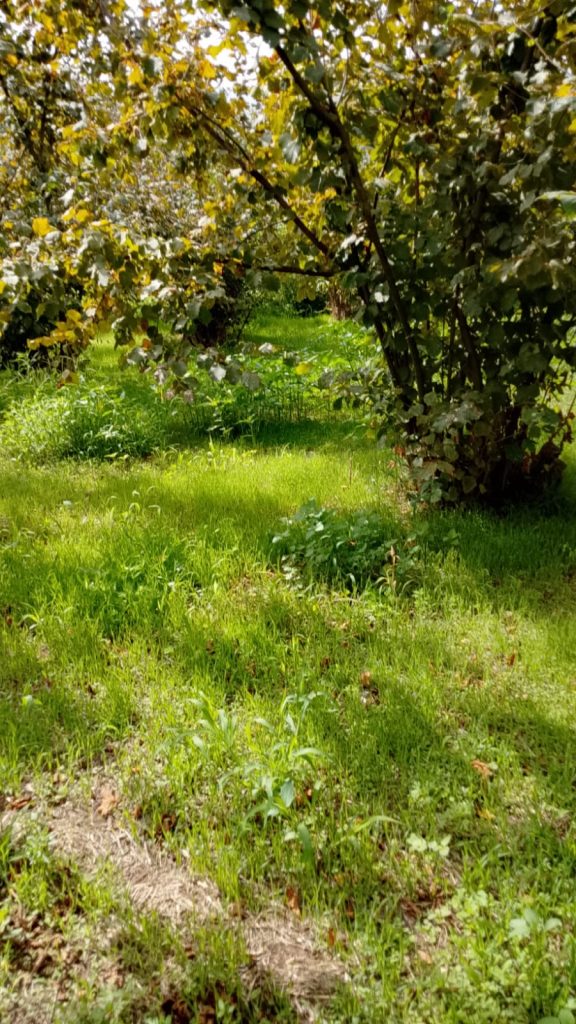 Corilicoltura in crisi, Alaia contro la Regione: “Serve ricerca, non fumo negli occhi”