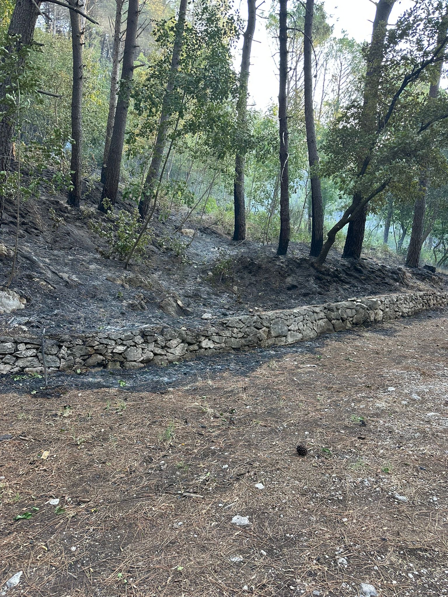 Roccarainola, mobilitazione dei giovani per salvare il vivaio e fermare le fiamme. Foto