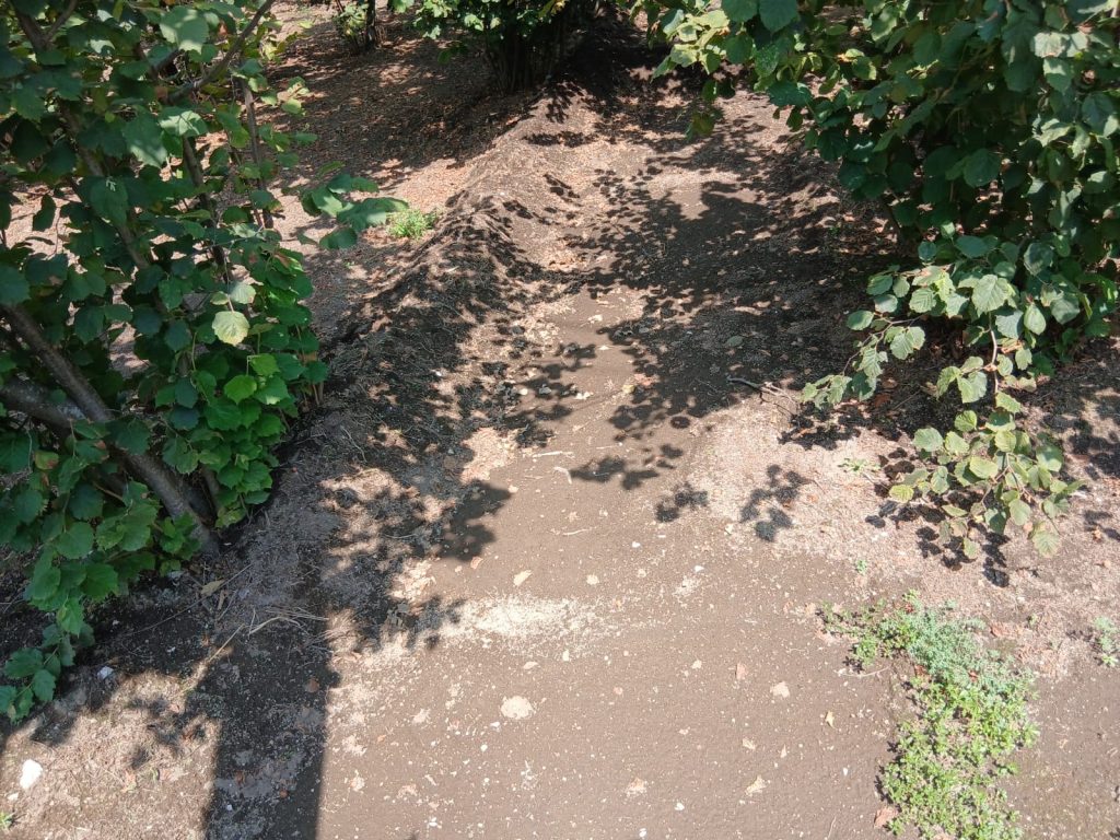 Sperone, l’ex sindaco Alaia contro la Regione: “Sul nocciolo solo palliativi, serve una strategia seria”