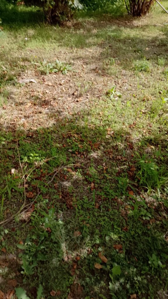 Corilicoltura in crisi, Alaia contro la Regione: “Serve ricerca, non fumo negli occhi”