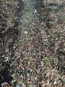 Baianese travolto dalla bomba d’acqua: danni ingenti a strade, fognature e campi