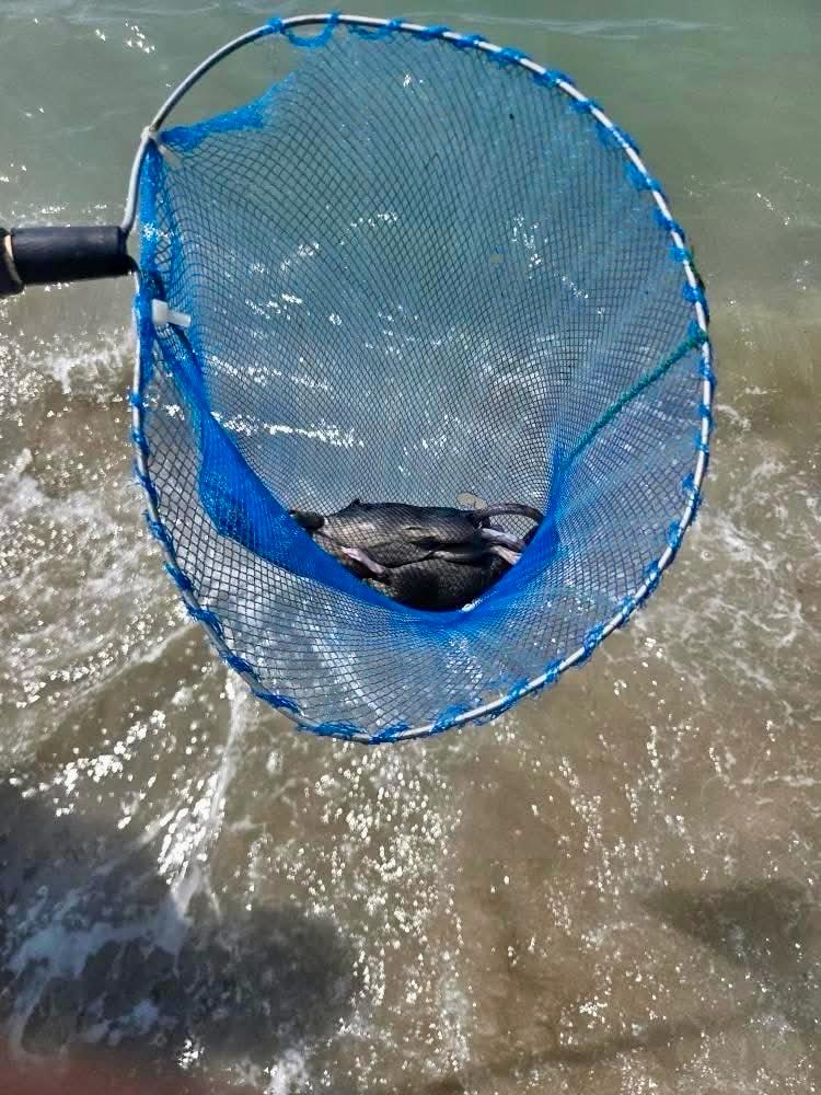 “Allarme a Salerno: ratti tra i bagnanti, mare trasformato in fogna”