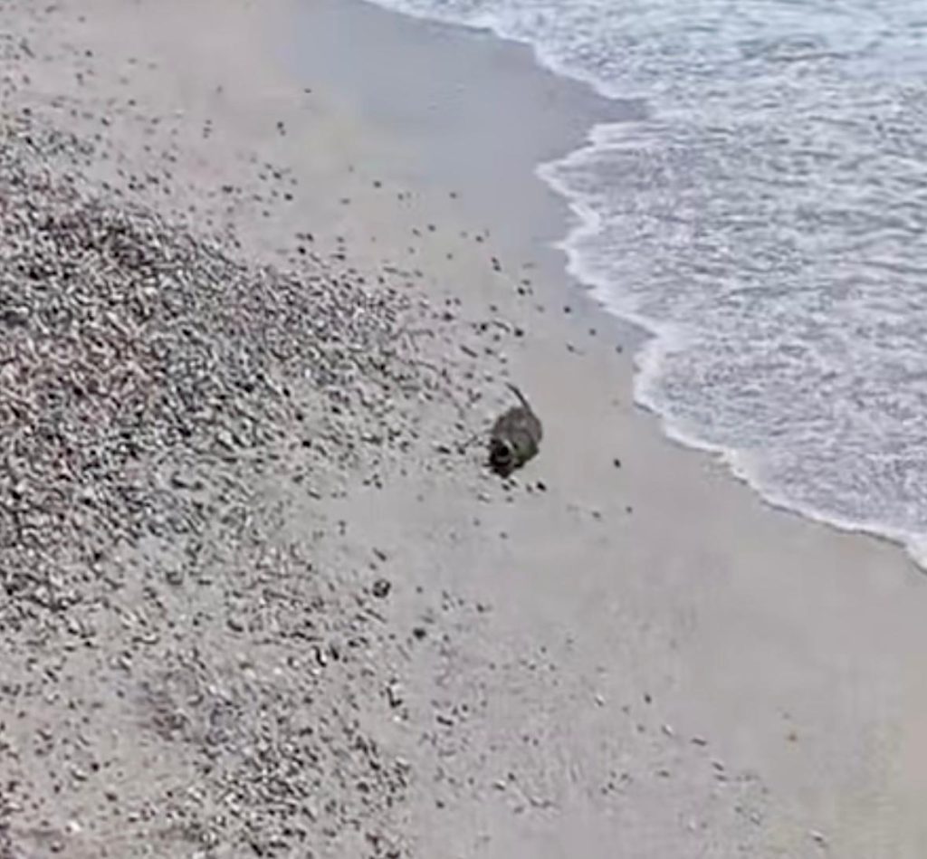 “Allarme a Salerno: ratti tra i bagnanti, mare trasformato in fogna”