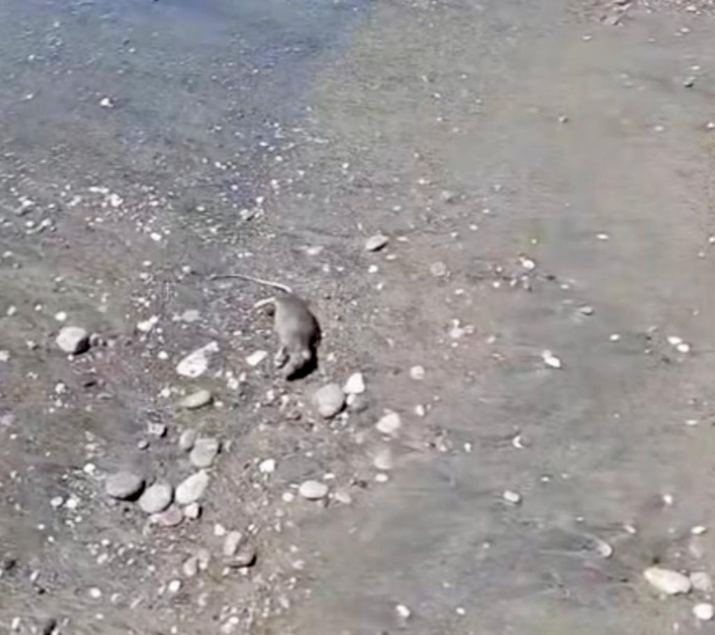 “Allarme a Salerno: ratti tra i bagnanti, mare trasformato in fogna”