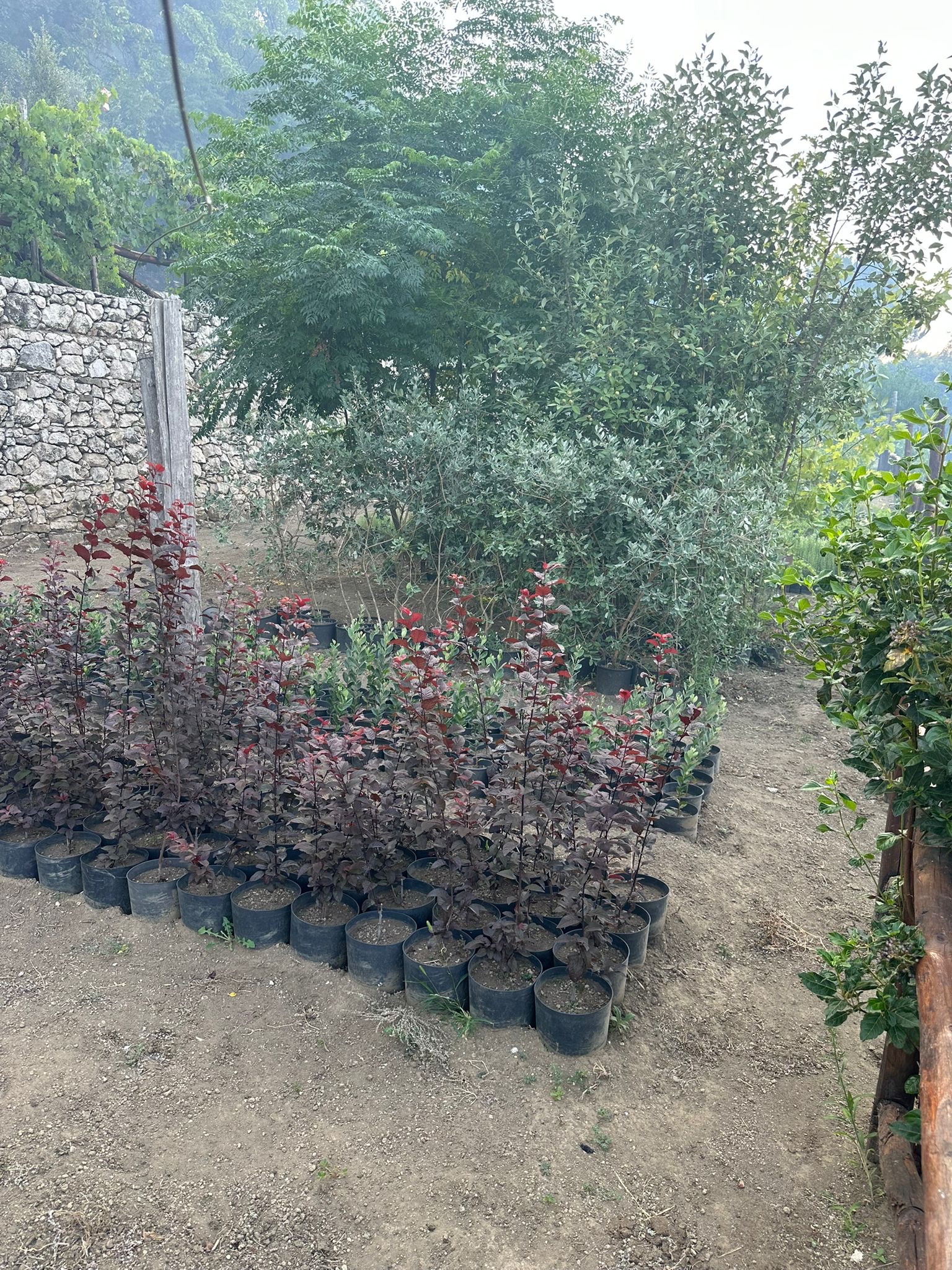 Roccarainola, mobilitazione dei giovani per salvare il vivaio e fermare le fiamme. Foto