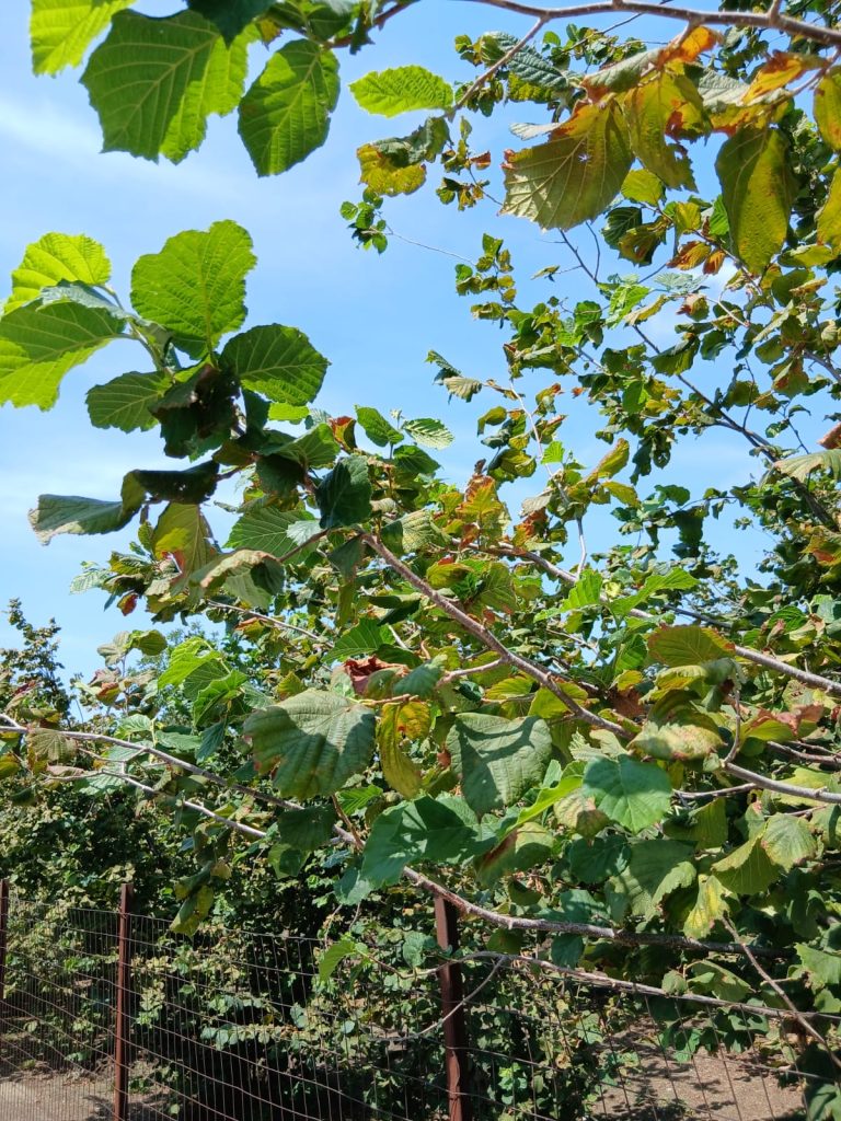 Sperone, l’ex sindaco Alaia contro la Regione: “Sul nocciolo solo palliativi, serve una strategia seria”