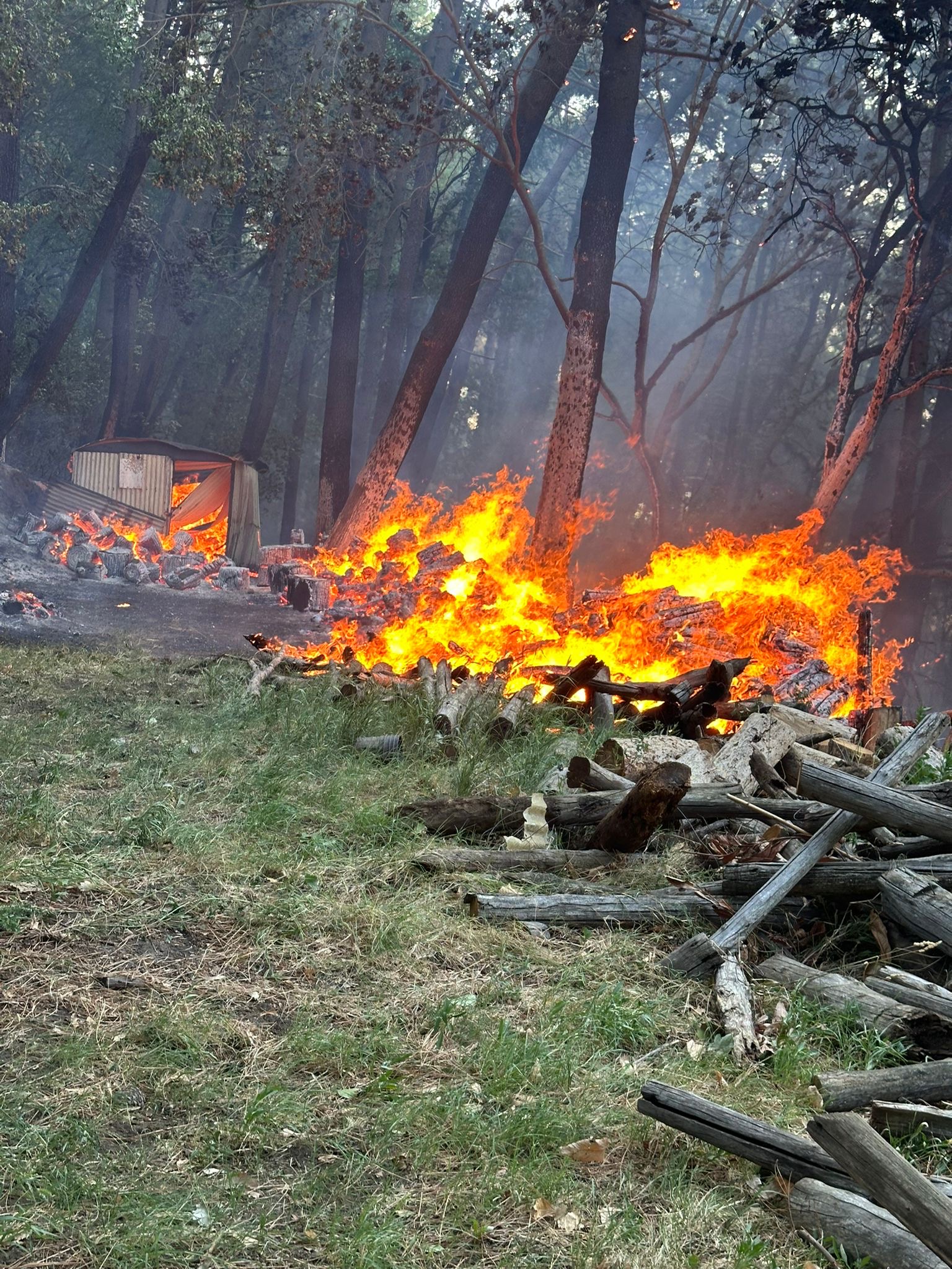 Roccarainola, mobilitazione dei giovani per salvare il vivaio e fermare le fiamme. Foto