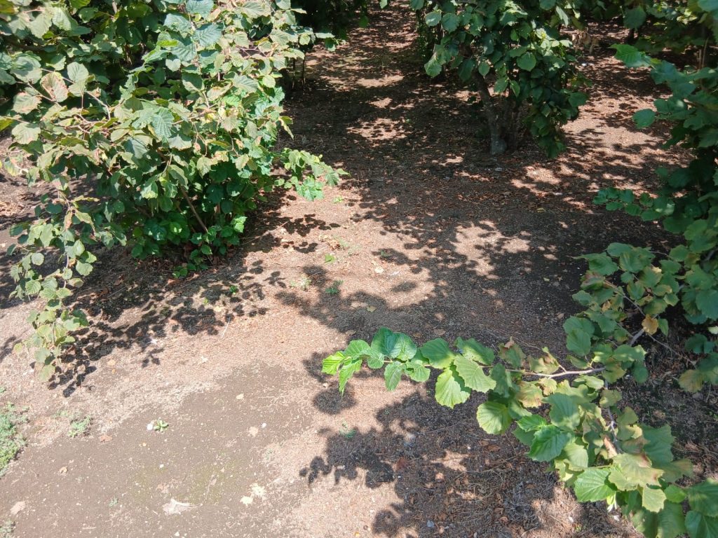 Sperone, l’ex sindaco Alaia contro la Regione: “Sul nocciolo solo palliativi, serve una strategia seria”