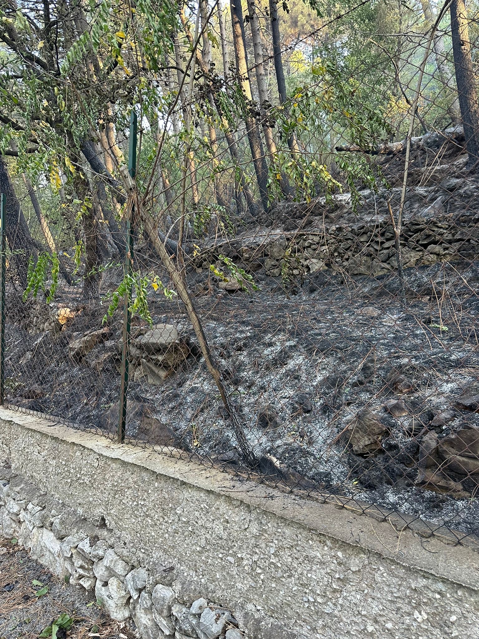 Roccarainola, mobilitazione dei giovani per salvare il vivaio e fermare le fiamme. Foto