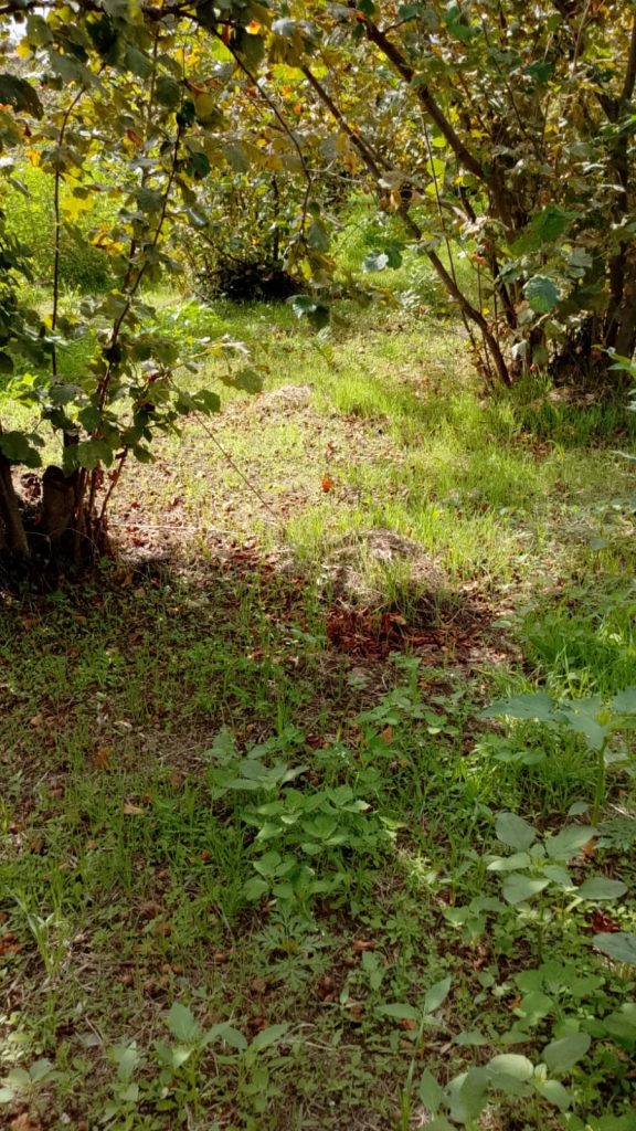 Corilicoltura in crisi, Alaia contro la Regione: “Serve ricerca, non fumo negli occhi”