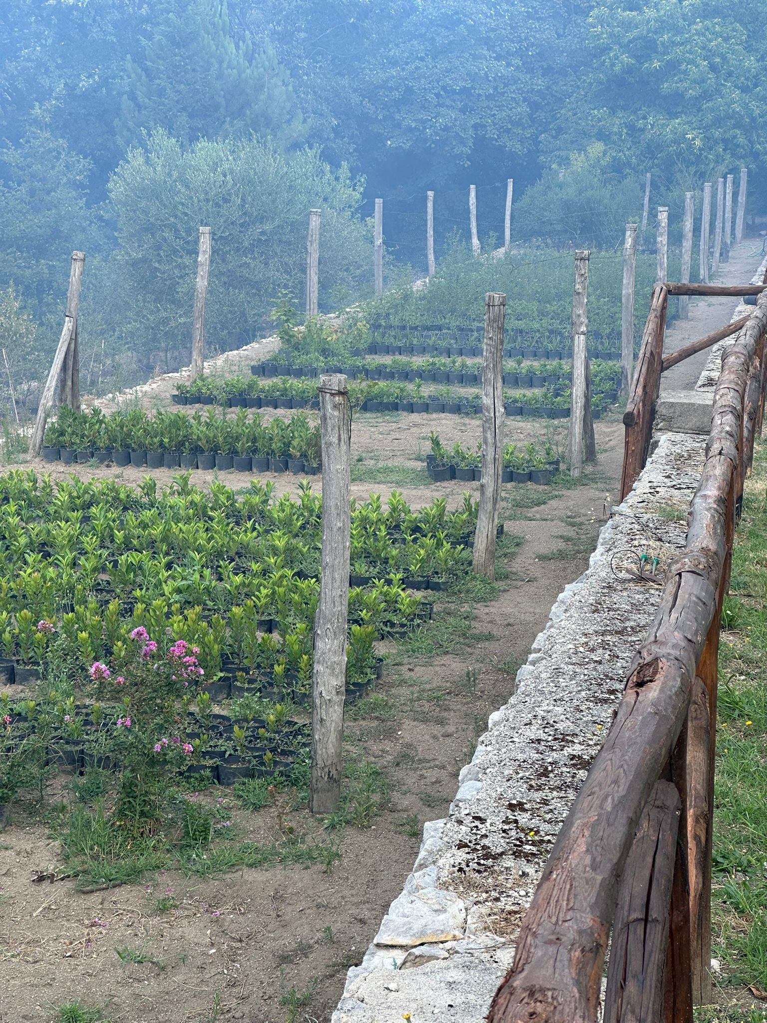Roccarainola, mobilitazione dei giovani per salvare il vivaio e fermare le fiamme. Foto