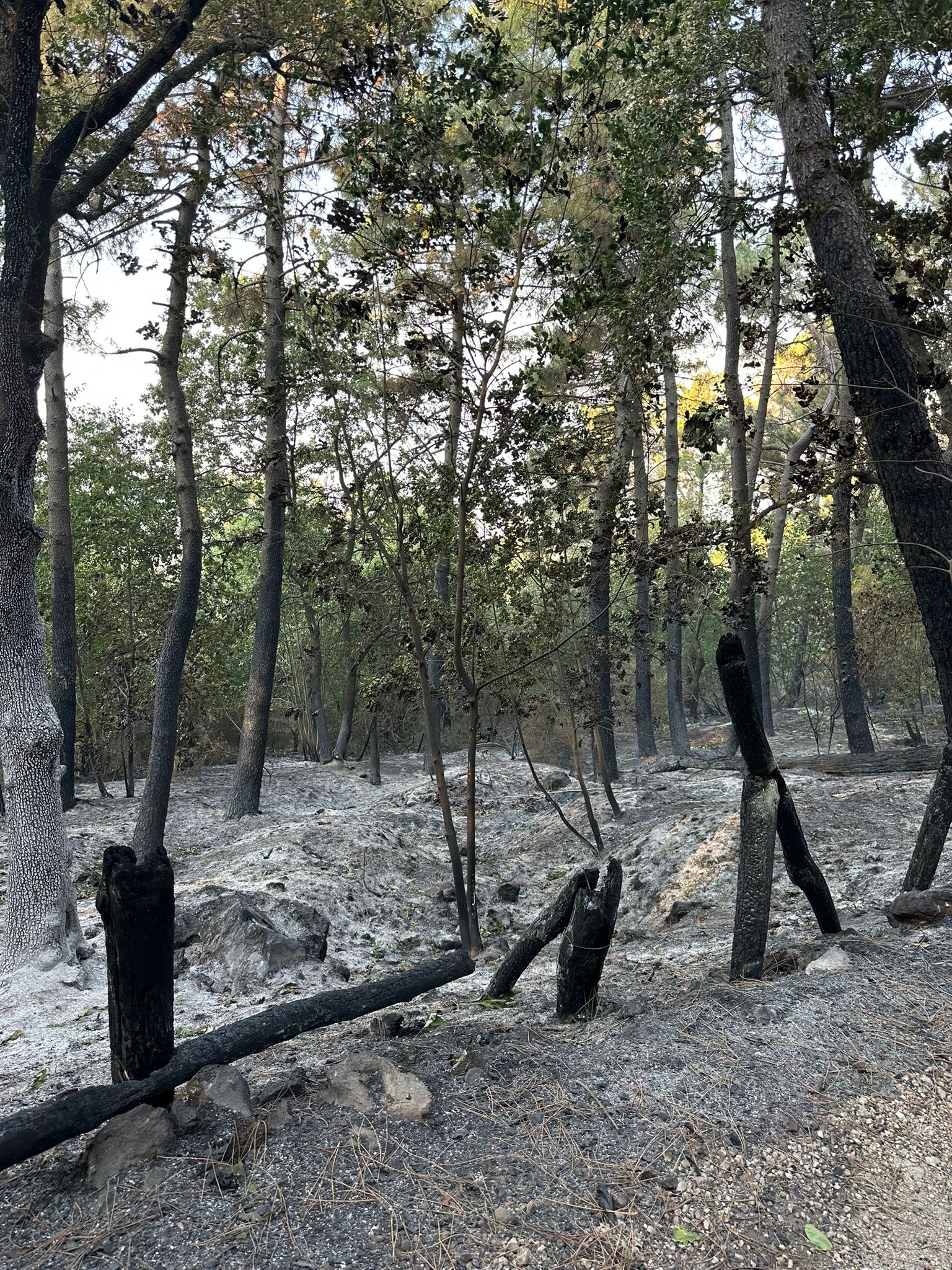 Roccarainola, mobilitazione dei giovani per salvare il vivaio e fermare le fiamme. Foto