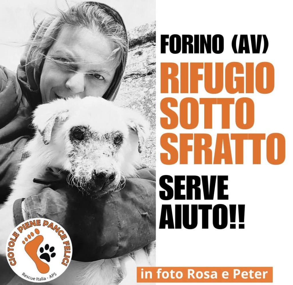 Forino (Av): Dopo 15 Anni il Rifugio dei Cani Randagi prossimo alla chiusura .  L appello di Rosa responsabile del rifugio: Chi può ci aiuti”