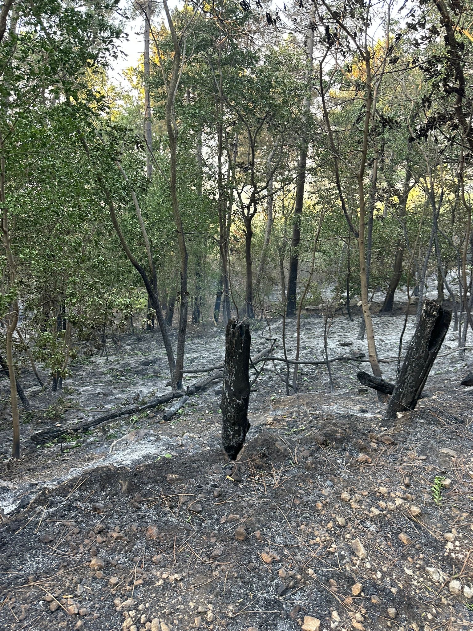 Roccarainola, mobilitazione dei giovani per salvare il vivaio e fermare le fiamme. Foto