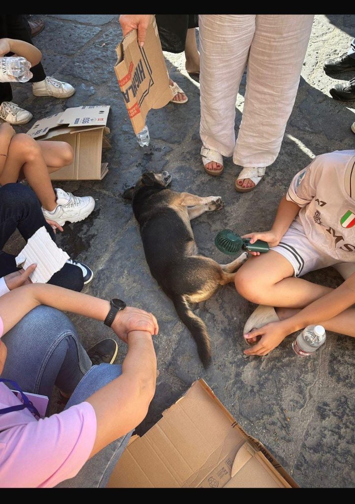 Visciano, giro del Mediterraneo in rosa, incidente all’arrivo: atleta olandese a terra, muore un cane