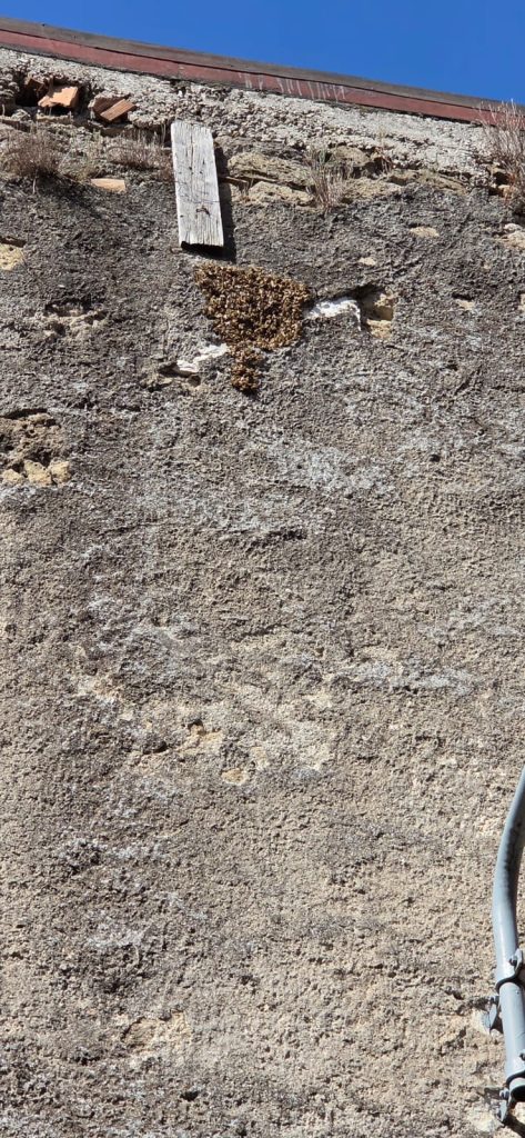 Avella, intervento dei Vigili del Fuoco in via Buongiovanni per un nido di api assalito dai calabroni