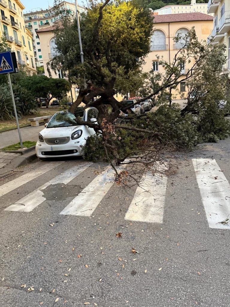 Salerno, albero crolla su un’auto: rabbia e timori per la sicurezza urbana