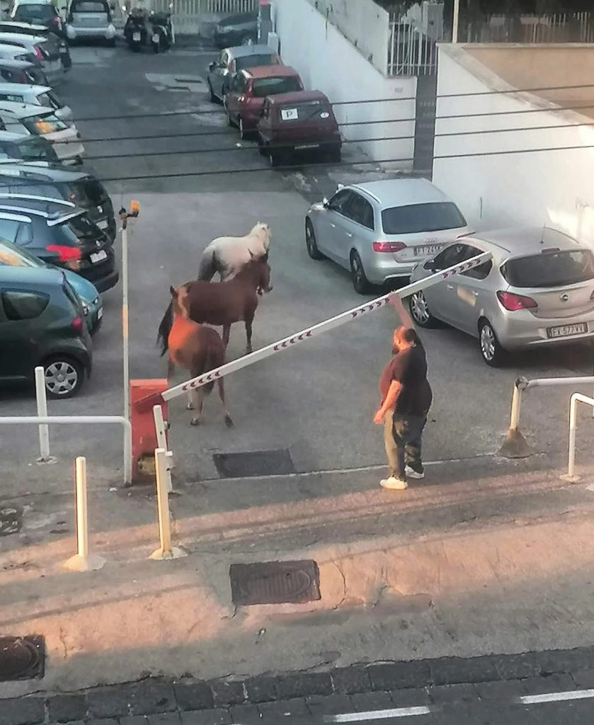 Colli Aminei, tre cavalli in fuga: allarme per automobilisti e residenti