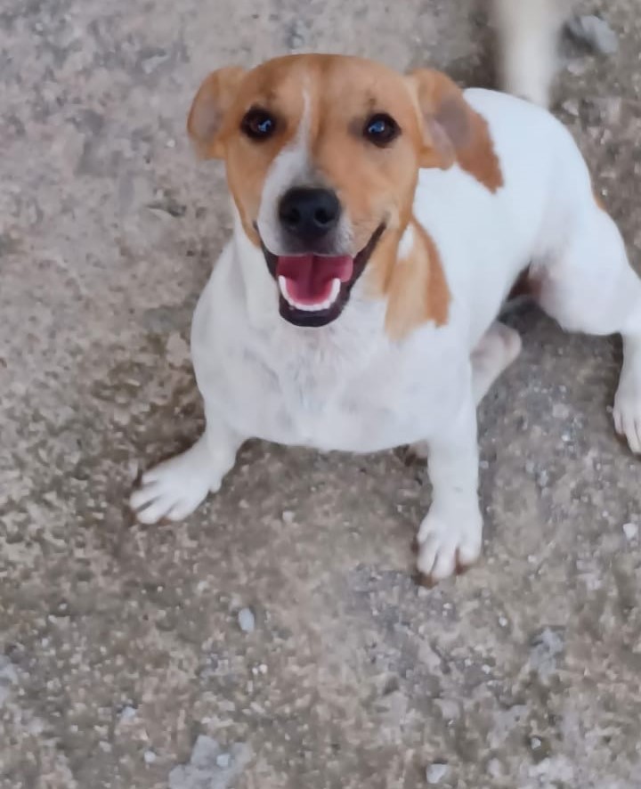 SOS 4 ZAMPE. Mugnano, smarrita la cagnolina Lilly: l’appello della famiglia SOS 4 ZAMPE. Mugnano, smarrita la cagnolina Lilly: l’appello della famiglia