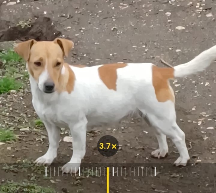 SOS 4 ZAMPE. Mugnano, smarrita la cagnolina Lilly: l’appello della famiglia SOS 4 ZAMPE. Mugnano, smarrita la cagnolina Lilly: l’appello della famiglia