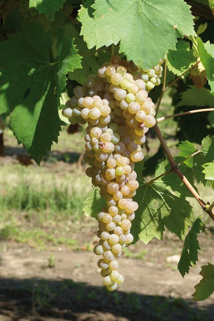 Irpinia, l’alba della vendemmia: quando la terra si fa vino
