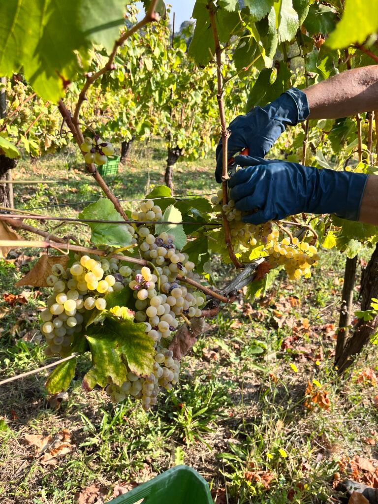 Irpinia, l’alba della vendemmia: quando la terra si fa vino