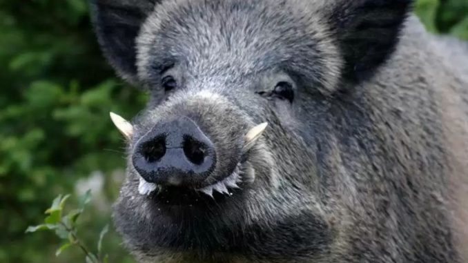 Immagine WhatsApp 2025-09-25 ore 17.11.48_dc45016e