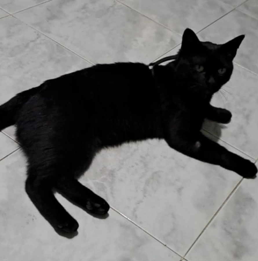 SOS 4 ZAMPE. Gatto smarrito a Mugnano del Cardinale – Aiutateci a ritrovarlo SOS 4 ZAMPE. Gatto smarrito a Mugnano del Cardinale – Aiutateci a ritrovarlo