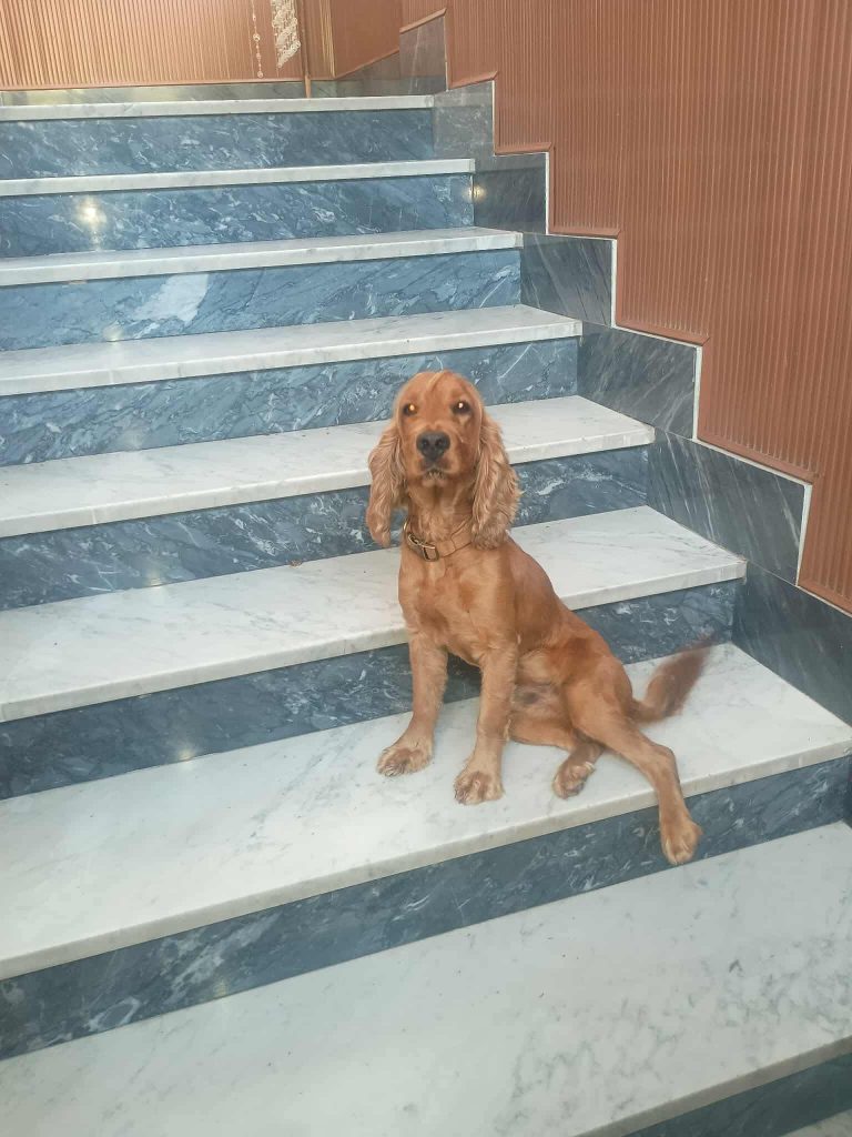 SOS 4 ZAMPE. Cane smarrito a Baiano: si cercano i proprietari SOS 4 ZAMPE. Cane smarrito a Baiano: si cercano i proprietari