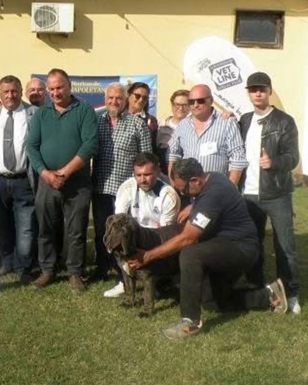 Grande successo alla mostra canina: “Vittoria di Villa di Lorenzo” è la miglior femmina del raduno dedicato al Mastino Napoletano Grande successo alla mostra canina: “Vittoria di Villa di Lorenzo” è la miglior femmina del raduno dedicato al Mastino Napoletano