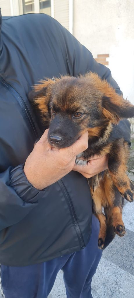 SOS 4 ZAMPE. Sirignano, cucciolo ritrovato in Viale Michelangelo: affidato alla Polizia Municipale