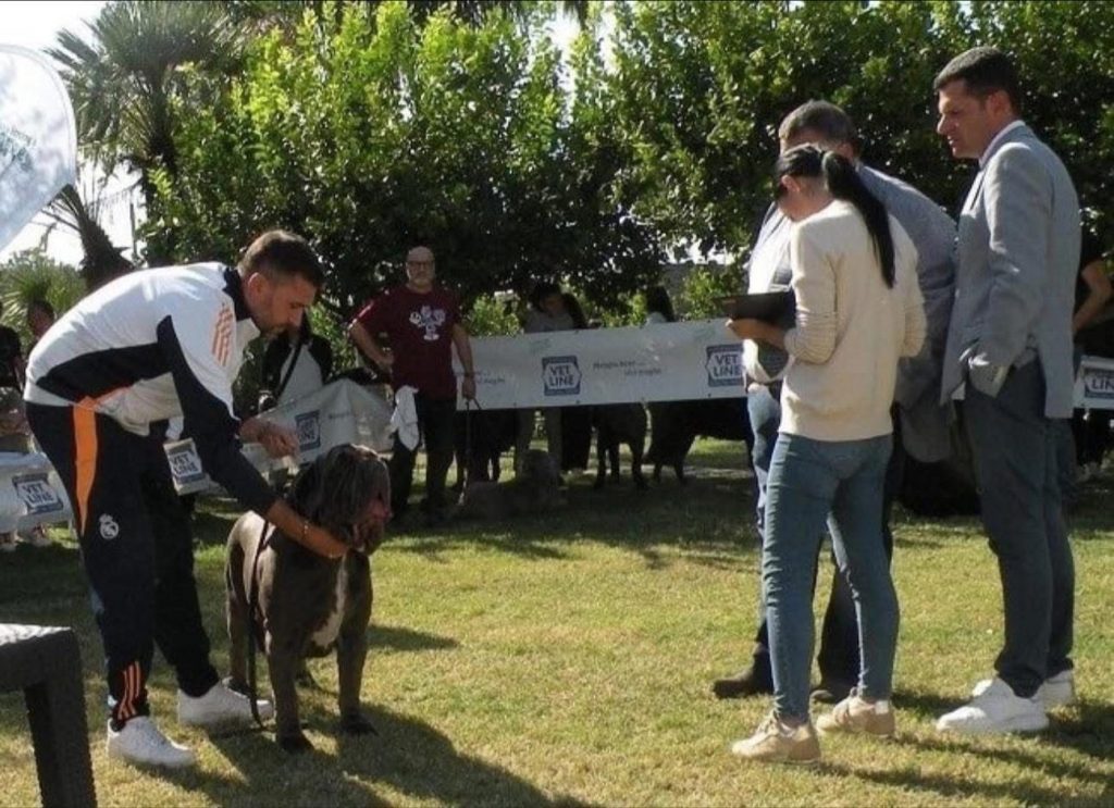 Grande successo alla mostra canina: “Vittoria di Villa di Lorenzo” è la miglior femmina del raduno dedicato al Mastino Napoletano