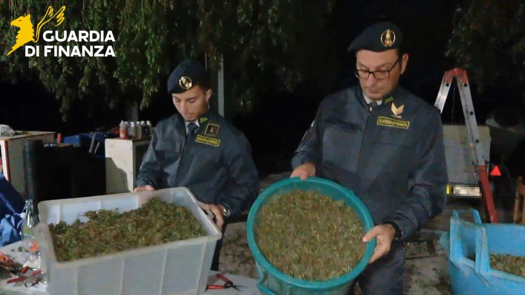 Lettere, maxi sequestro di cannabis: la Guardia di Finanza scopre una piantagione con oltre 1.000 chili di stupefacente