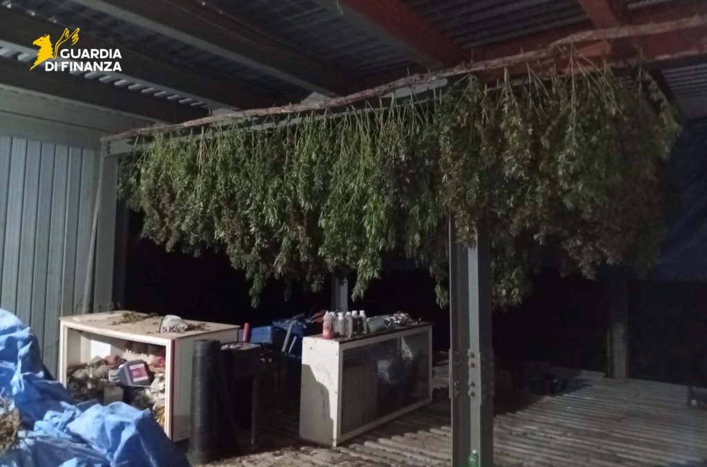 Lettere, maxi sequestro di cannabis: la Guardia di Finanza scopre una piantagione con oltre 1.000 chili di stupefacente