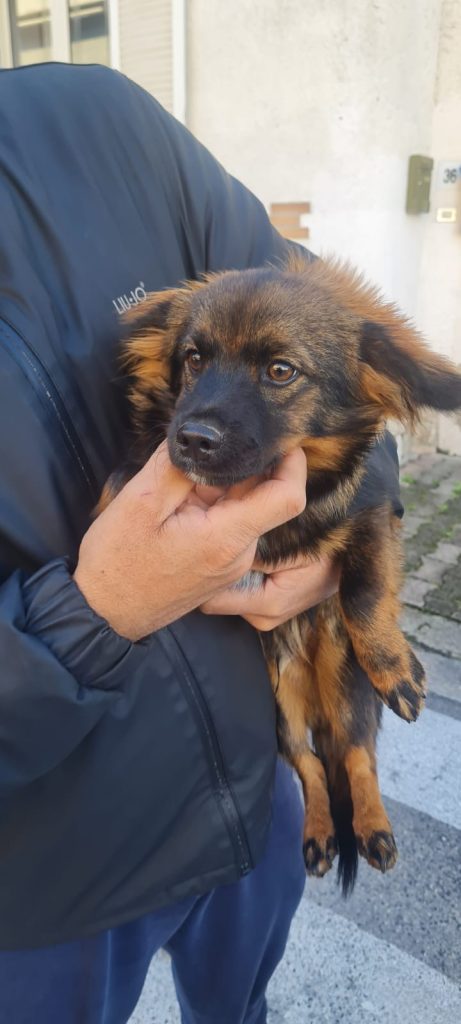 SOS 4 ZAMPE. Sirignano, cucciolo ritrovato in Viale Michelangelo: affidato alla Polizia Municipale SOS 4 ZAMPE. Sirignano, cucciolo ritrovato in Viale Michelangelo: affidato alla Polizia Municipale