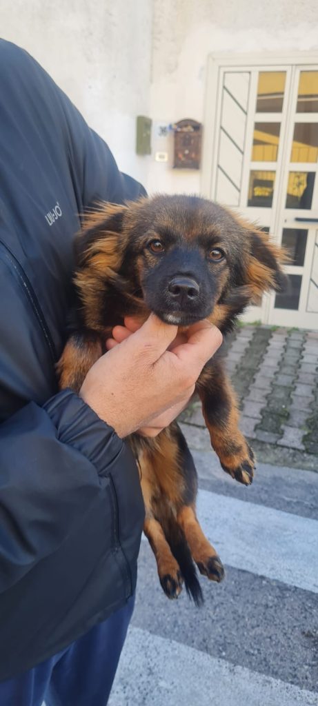 SOS 4 ZAMPE. Sirignano, cucciolo ritrovato in Viale Michelangelo: affidato alla Polizia Municipale