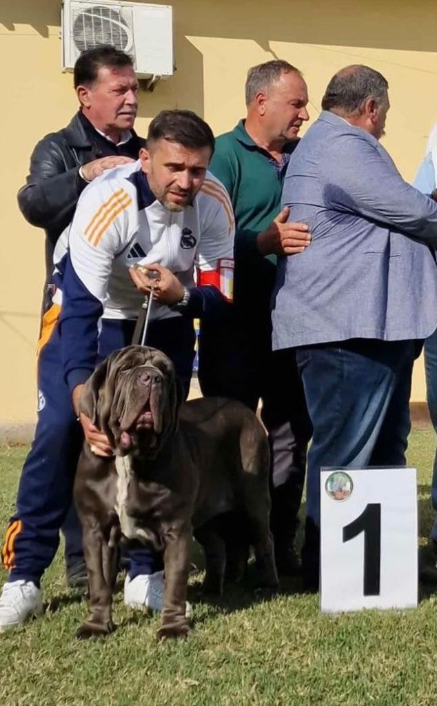Grande successo alla mostra canina: “Vittoria di Villa di Lorenzo” è la miglior femmina del raduno dedicato al Mastino Napoletano